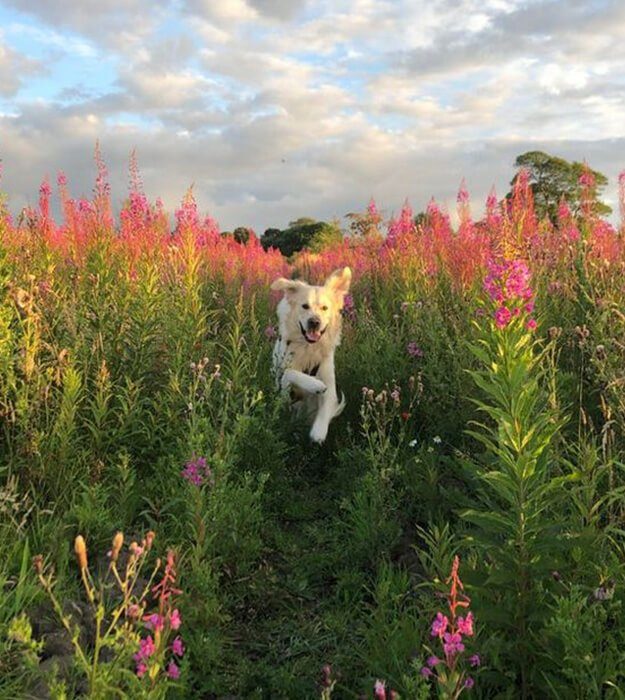 Go outdoors dog shops friendly