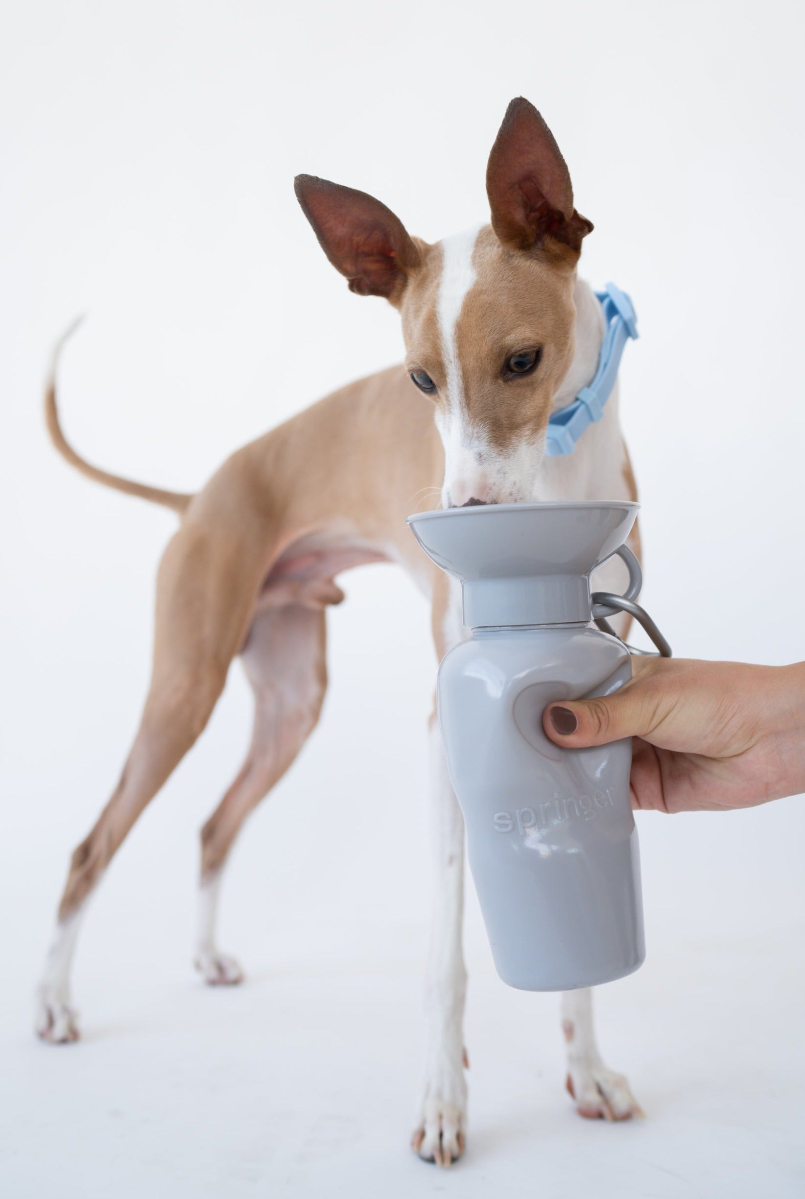 Classic Dog Travel Bottle